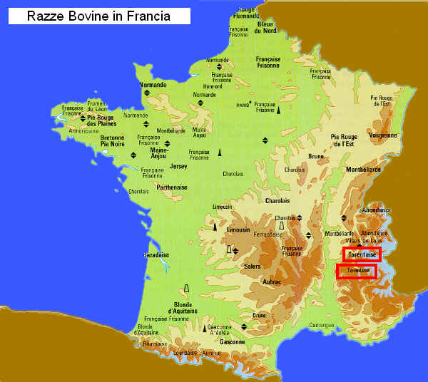 Zona di allevamento della razza Tarentaise  in Francia