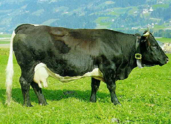 Vacca di razza Tux