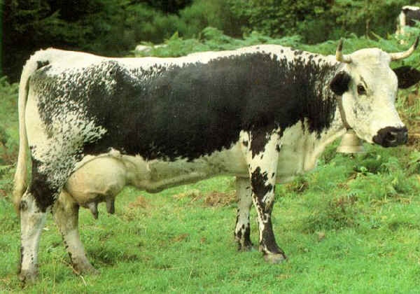 Vacca di razza Vosgienne