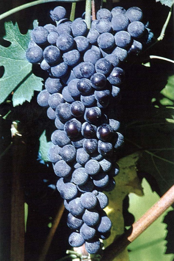 Grappolo d'uva Nebbiolo