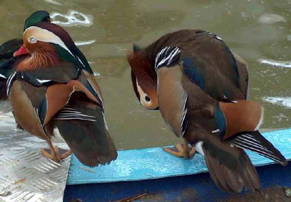 Maschi di Anatra mandarino - Aix galericulata