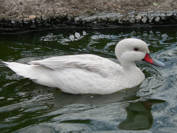 Codone delle Bahamas (Anas bahamensis) bianco