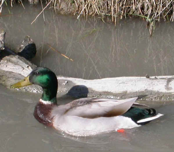 Maschio di Fistione Turco (Netta rufina)