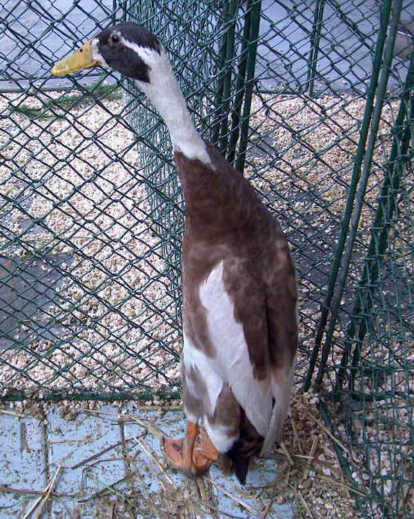 Maschio di anatra Corritrice Indiana 