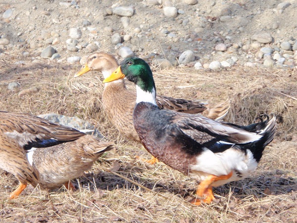 Anatra Germanata Svedese 