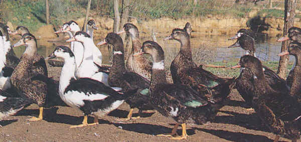 Mulard ottenuti con femmine Pechino (le chiare) con Rouen (le scure) 