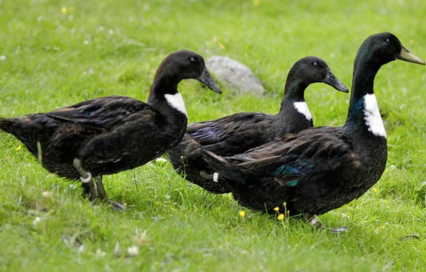 Anatra Pomerania 