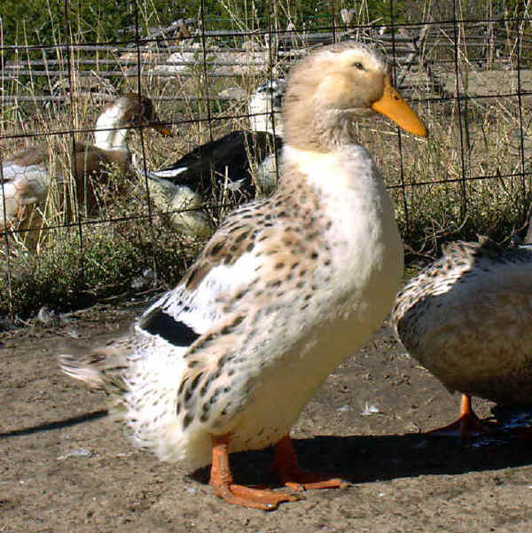 Anatra femmina Silver Appleyard 