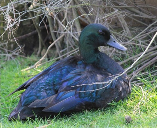 Anatra Smeraldo “Labrador” o “East India” 