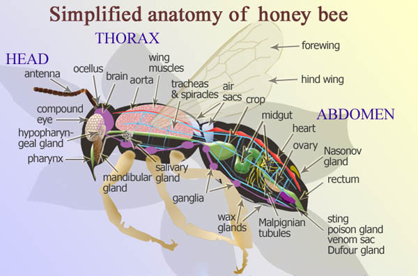 Ape operaia: anatomia