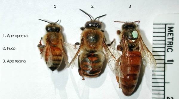 Classi sociali delle api