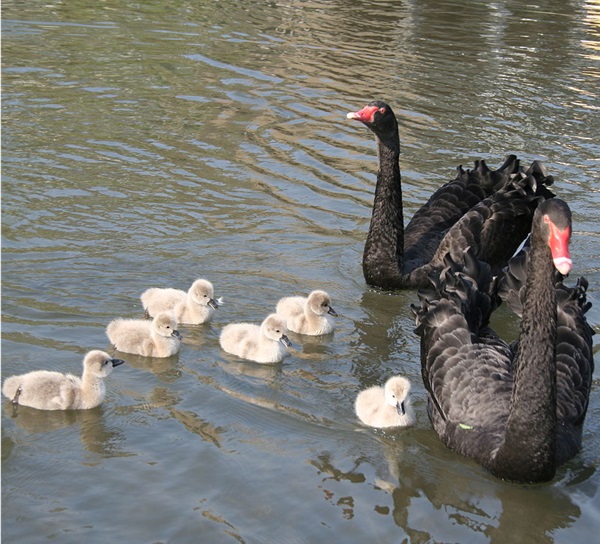 Cigno nero