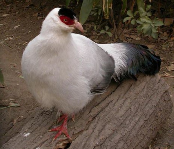 Fagiano orecchiuto bianco del Szechuan