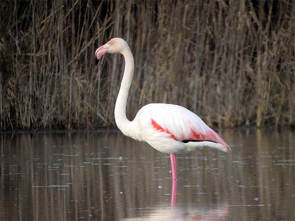 Fenicottero rosa