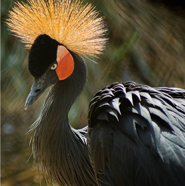 Gru coronata - Balearica pavonina