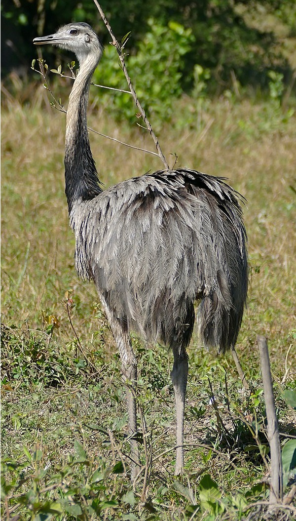 Nandù - Rhea americana