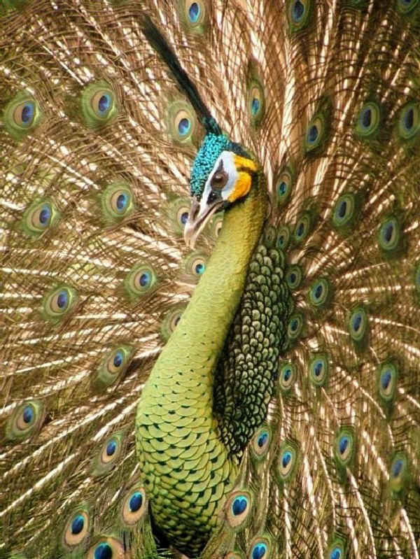 Pavone specifero - Pavo muticus