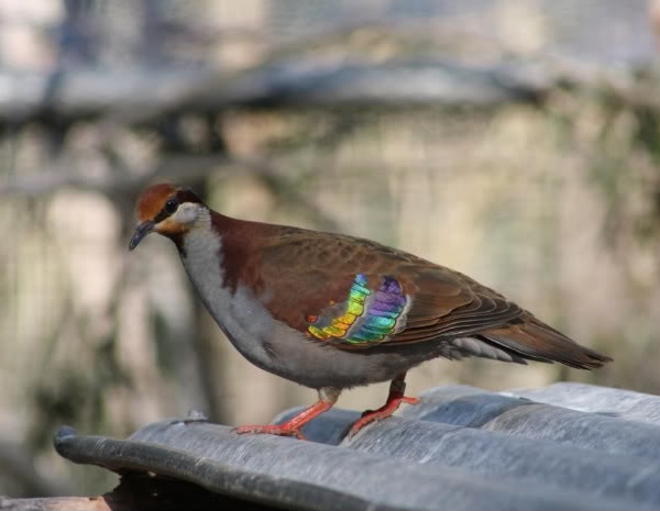 Tortora elegante