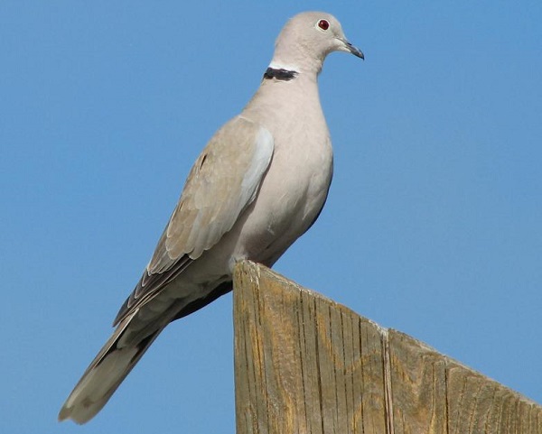 Tortora dal collare orientale - Streptopelia decaocto