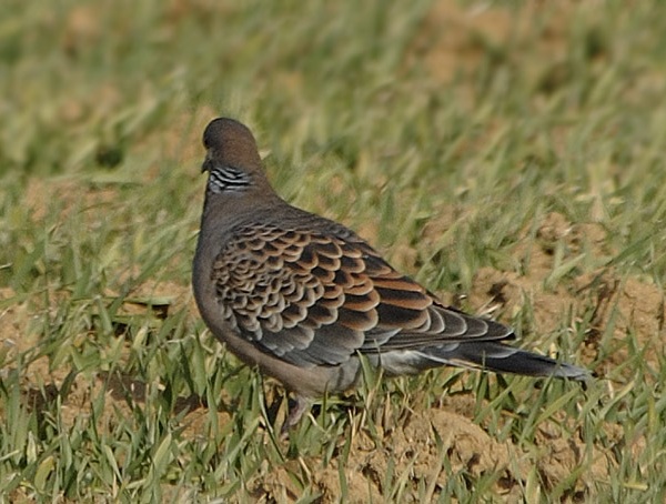 Tortora selvatica orientale