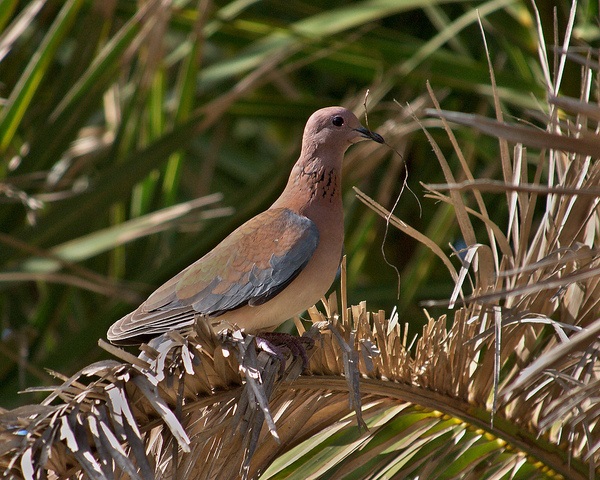 Tortora del Senegal