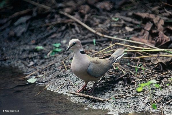 Streptopelia vinacea