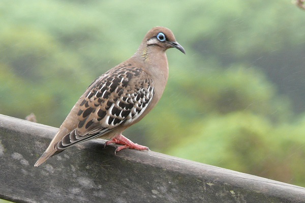 Tortora delle Galapagos