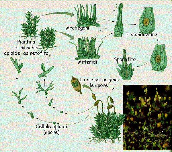 Riproduzione delle Briofite