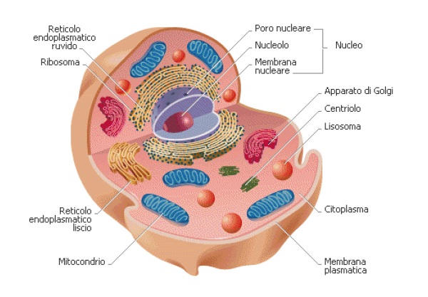 Cellula eucariotica