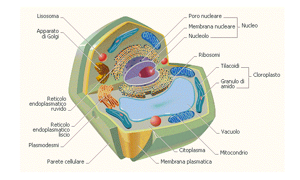 Cellula vegetale