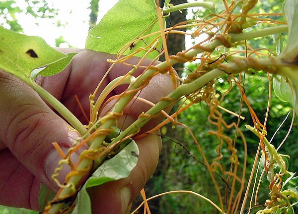 Cuscuta