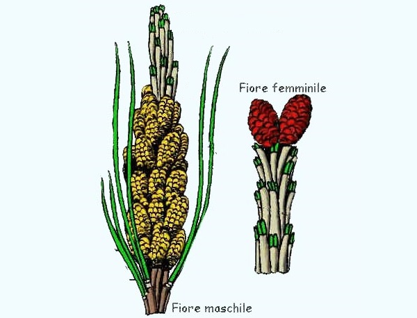 Fiore maschile e fimminile nelle Gimnosperme