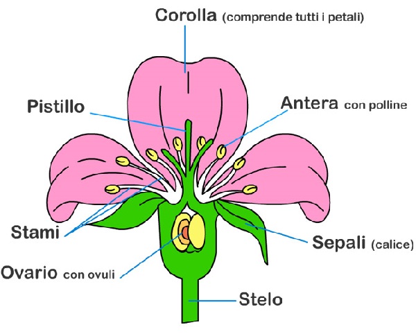 Parti del fiore