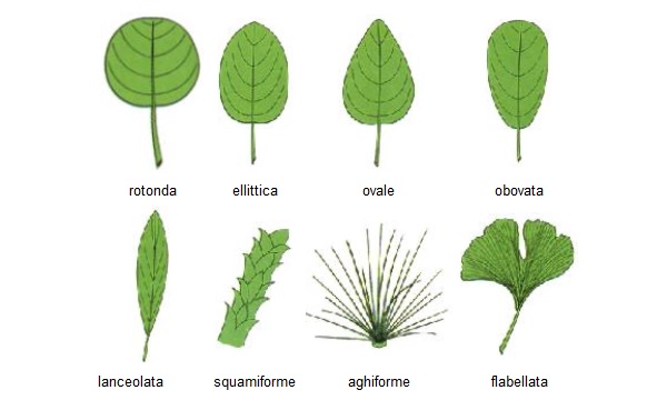 Atlante Di Botanica Morfologia Della Foglia