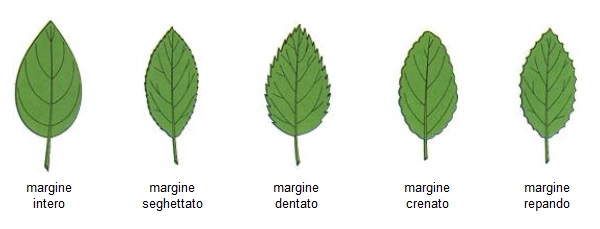 Margine di foglie non incise