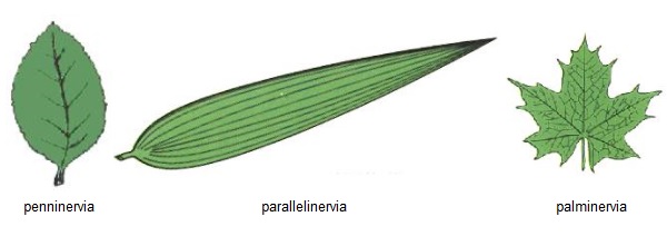 Disposizione delle nervature