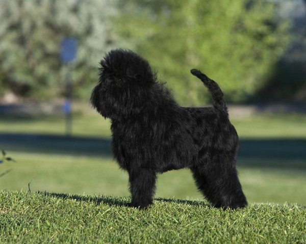 Affenpinscher