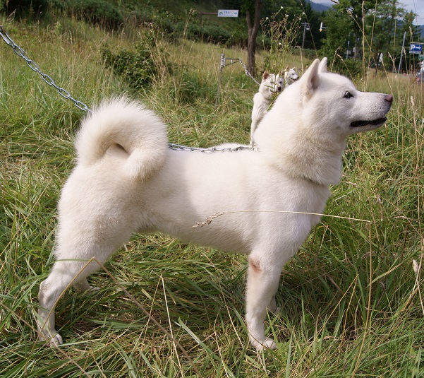 Ainu-Ken - Hokkaido 