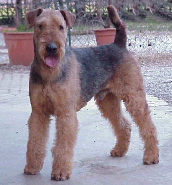 Airedale Terrier