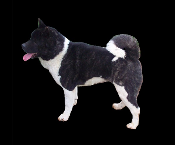 Akita Americano