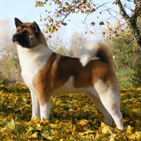 Akita Americano