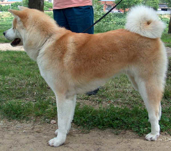 Akita Inu