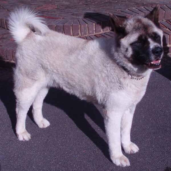 Akita Inu