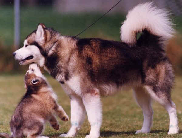 Alaskan Malamute