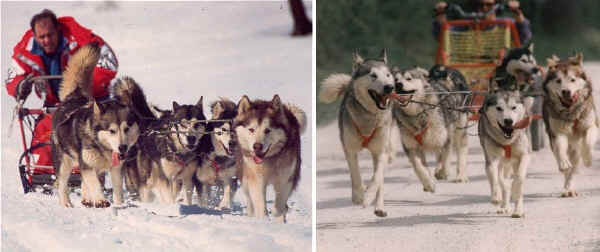 Alaskan Malamute