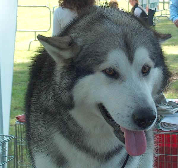 Alaskan Malamute