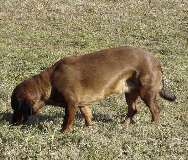 Alpenländische Dachsbracke