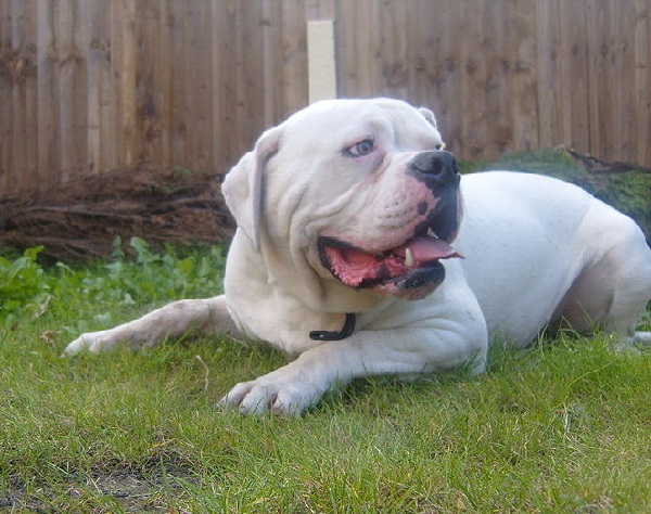 American Bulldog