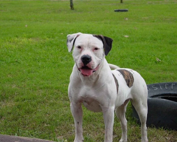 American Bulldog