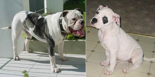 American Bulldog